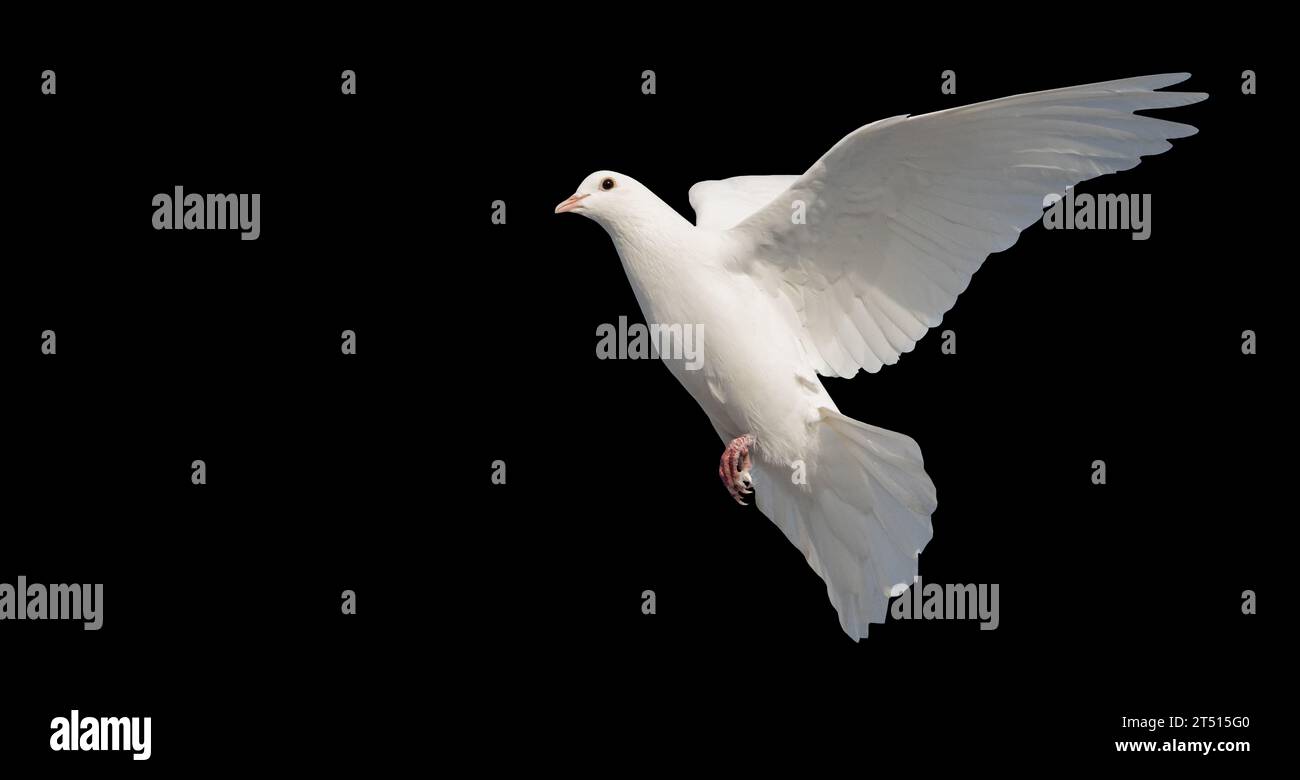 colombe blanche isolée sur noir Banque D'Images