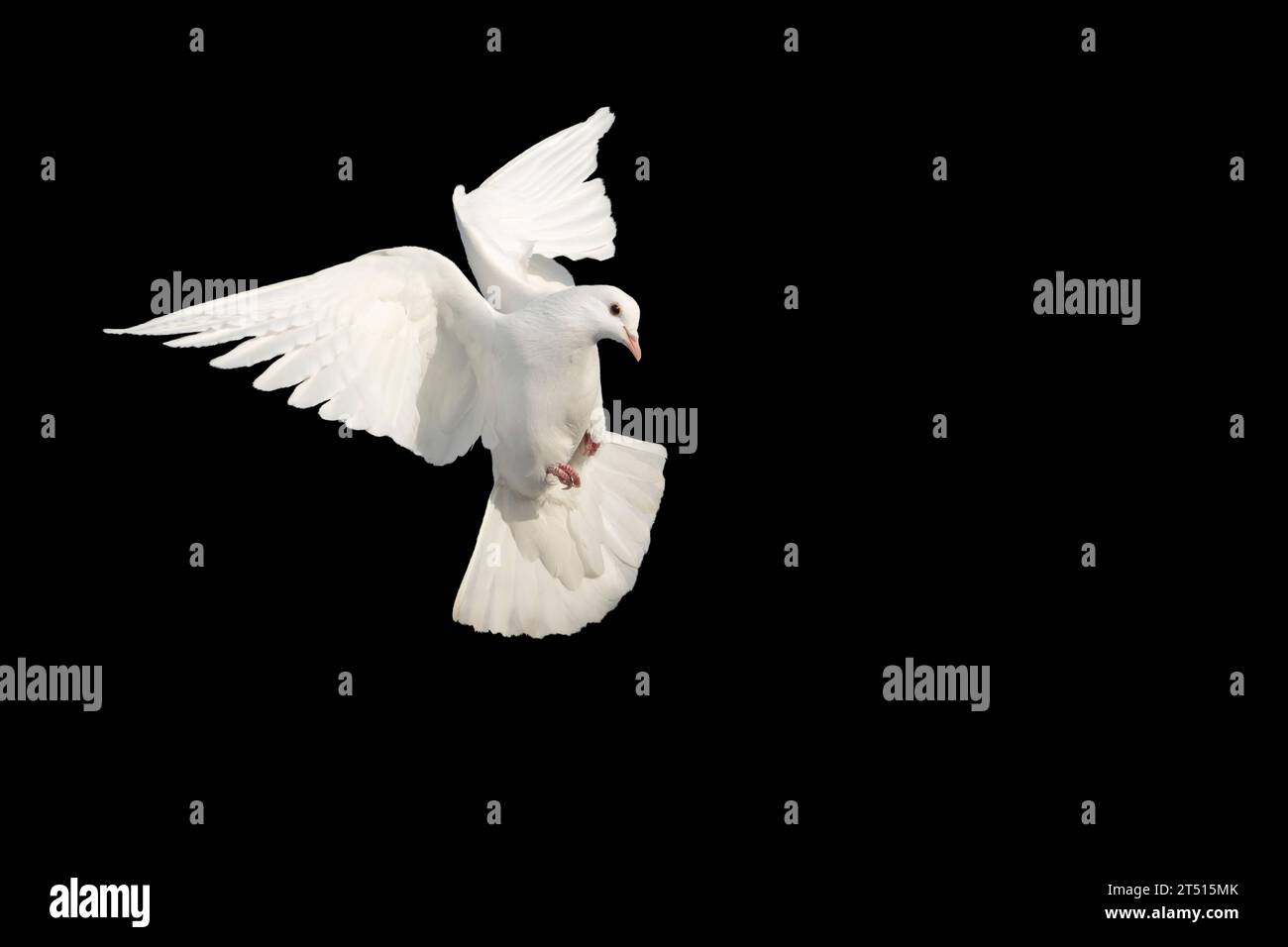 colombe blanche, oiseau de paix en vol sur fond noir Banque D'Images