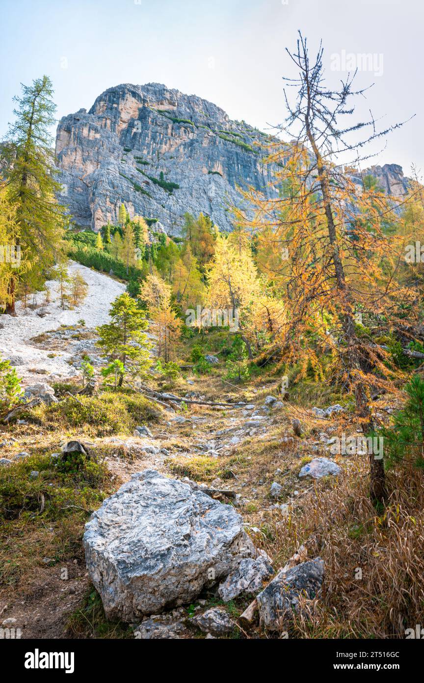 Forêt de mélèzes et pente d'éboulis dans les Dolomites Banque D'Images
