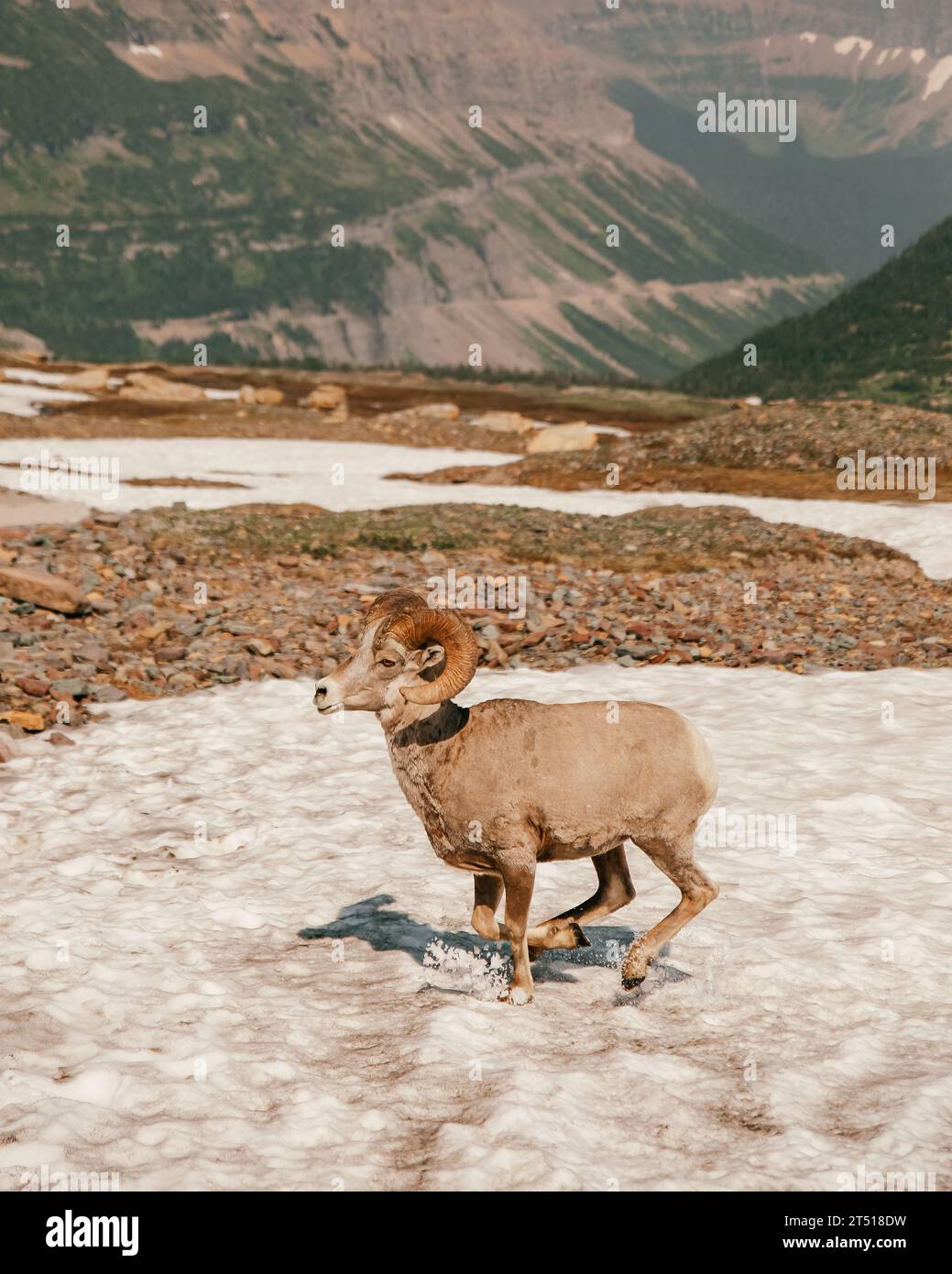 Un mouton à grosse corne traverse une zone de neige à Logan Pass dans le parc national Glacier, Montana Banque D'Images