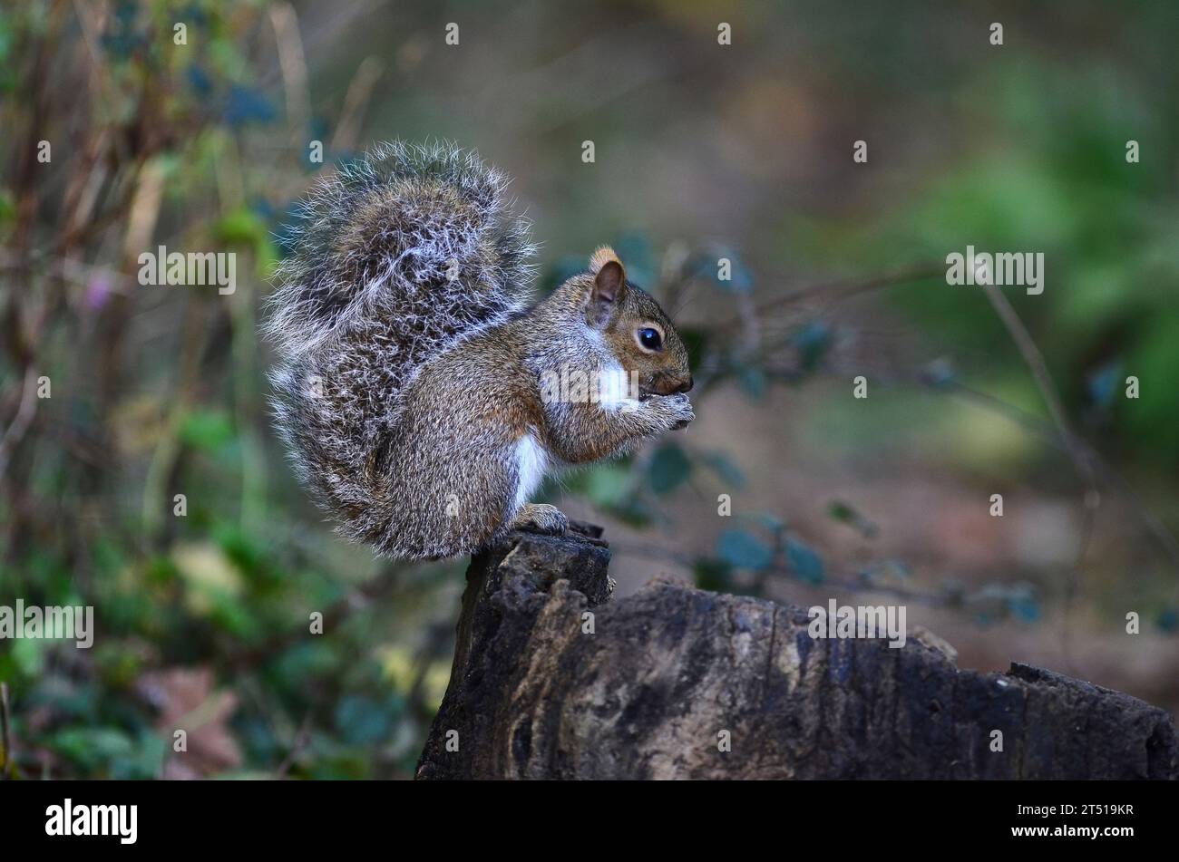 L'écureuil gris Sciurus carolinensis Banque D'Images