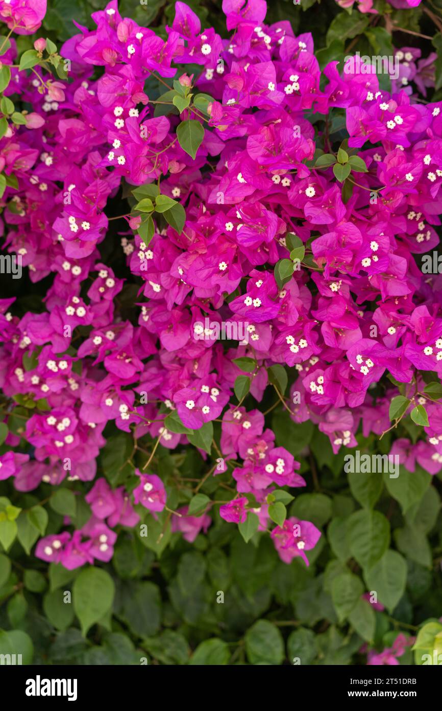 Rose Bougainvillea fleurs tombant en cascade sur un mur Banque D'Images