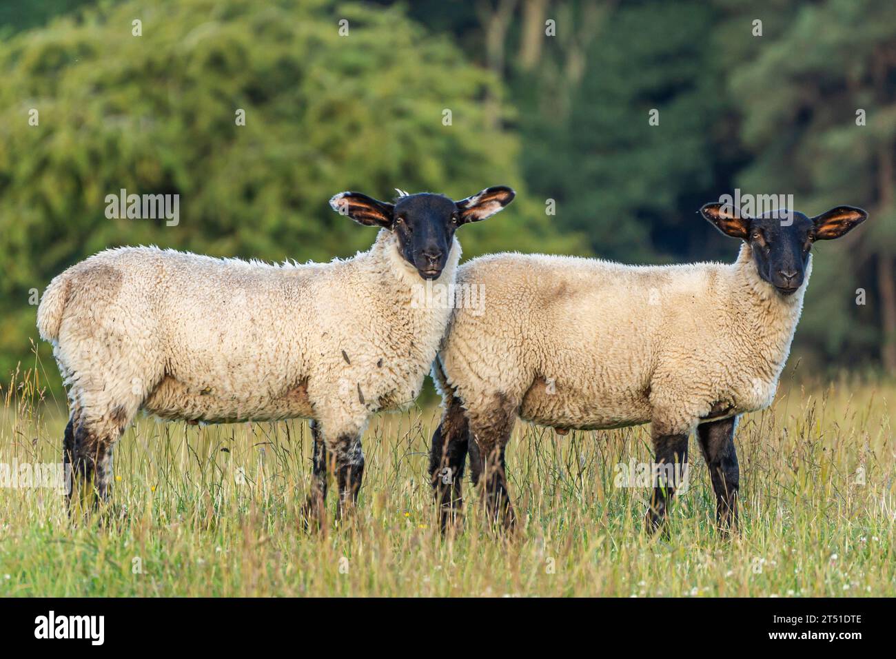 Deux moutons Suffolk dans un long champ d'herbe Banque D'Images