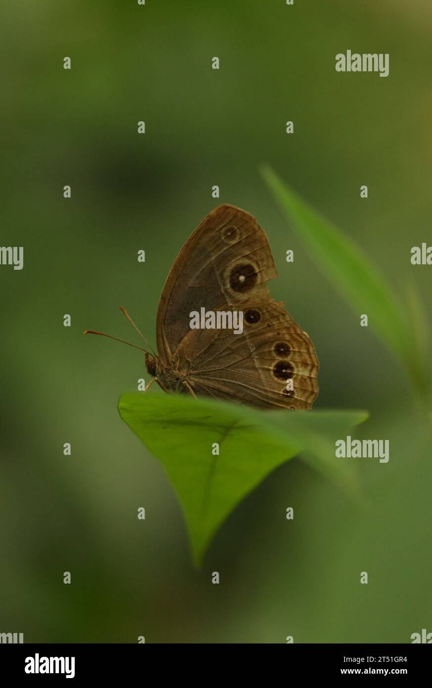 Papillon brun-brousse de Chine méridionale Banque D'Images