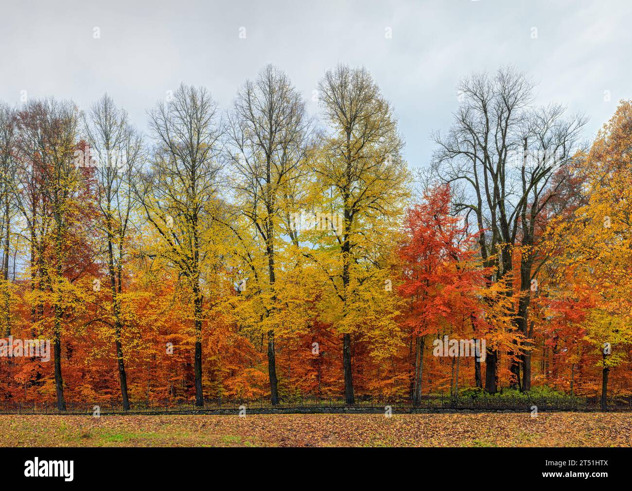 Alee avec de beaux arbres d'automne colorés. Feuilles jaunes d'automne au premier plan Banque D'Images