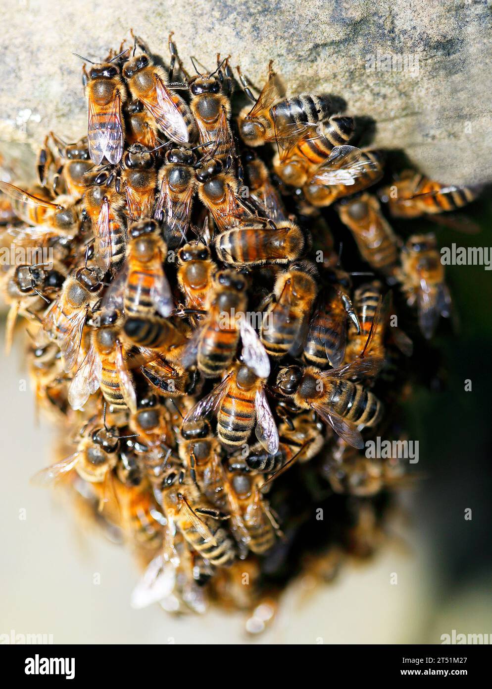 Un petit casting d'abeilles mellifères (Apis) a afflué et a quitté leur ruche et s'est installé sur une pierre tombale dans un cimetière. Banque D'Images