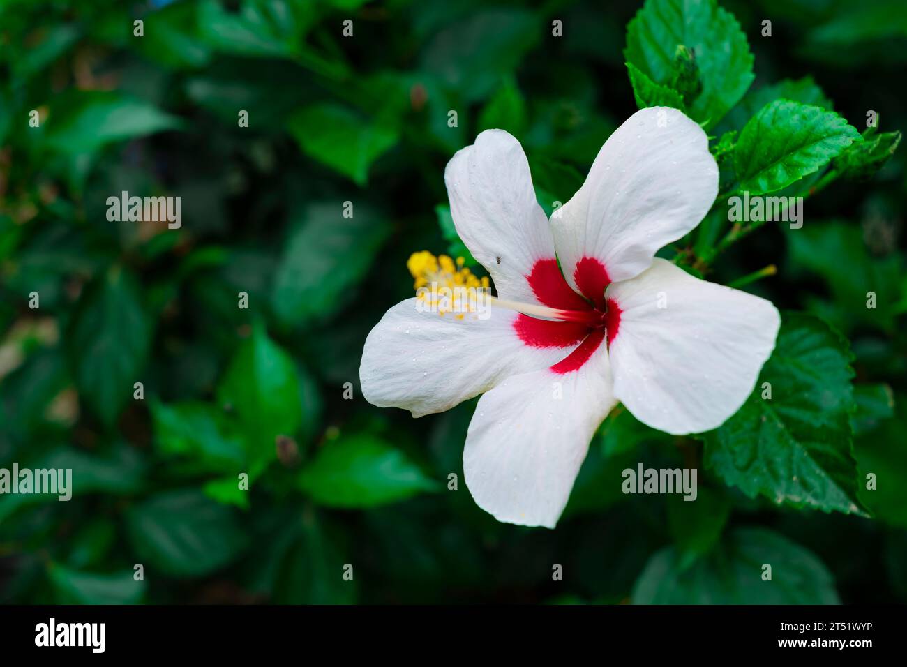 Belle fleur blanche d'hibiscus en fleur avec coeur rouge et long pistil avec pollen jaune dans un jardin vert Banque D'Images