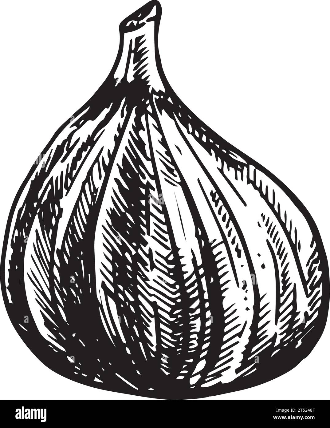 Fig illustration vectorielle dessinée à la main. Esquisse détaillée de style de gravure. Fruit d'été, isolé sur le fond blanc. Fruit de style gravé. Cuisson Illustration de Vecteur