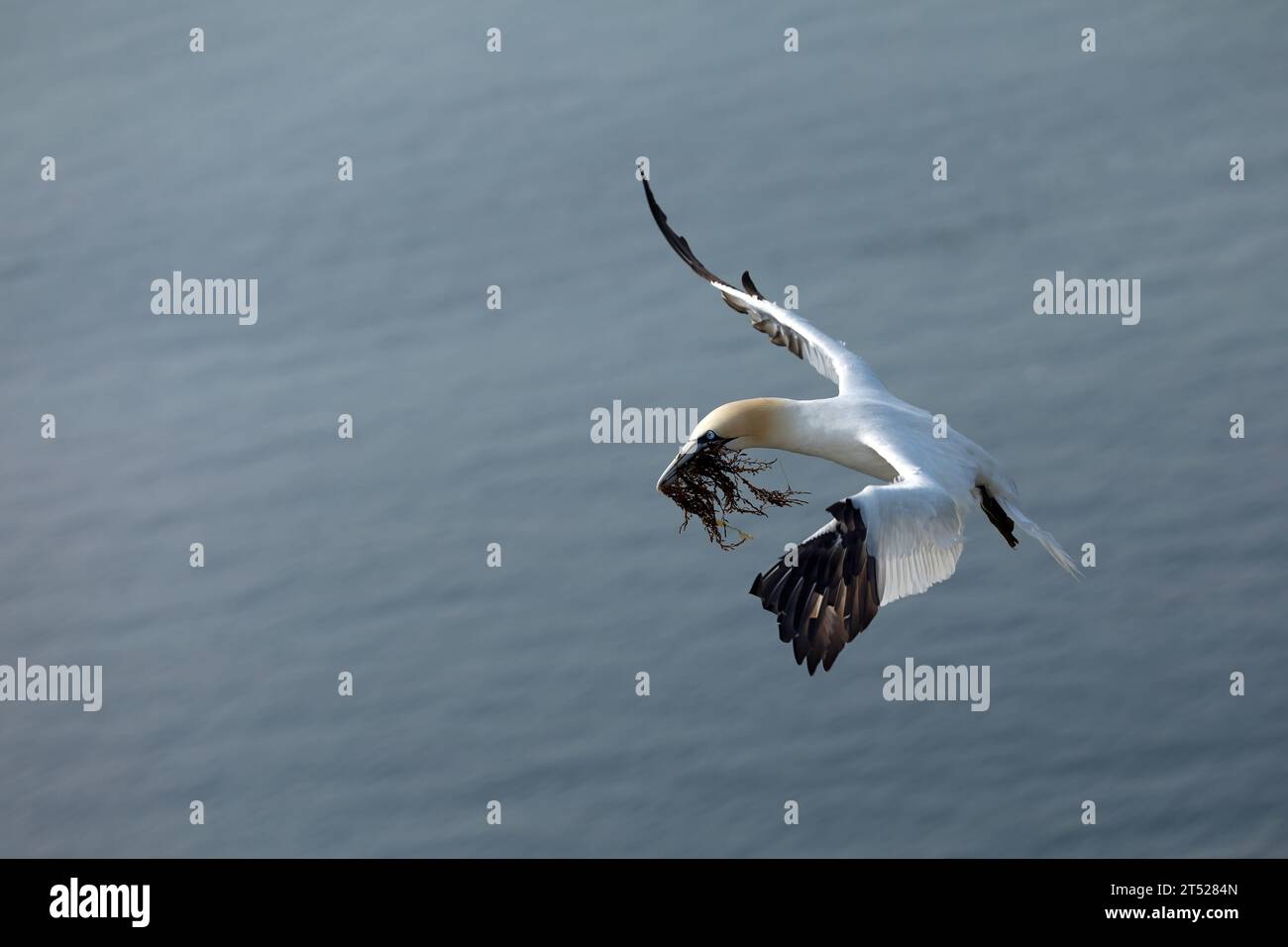 L'oiseau de mer du fane du nord (Morus bassanus), le plus grand de la famille des fanes, les Sulidae. Mouche avec matériau imbriqué dans le bec Banque D'Images