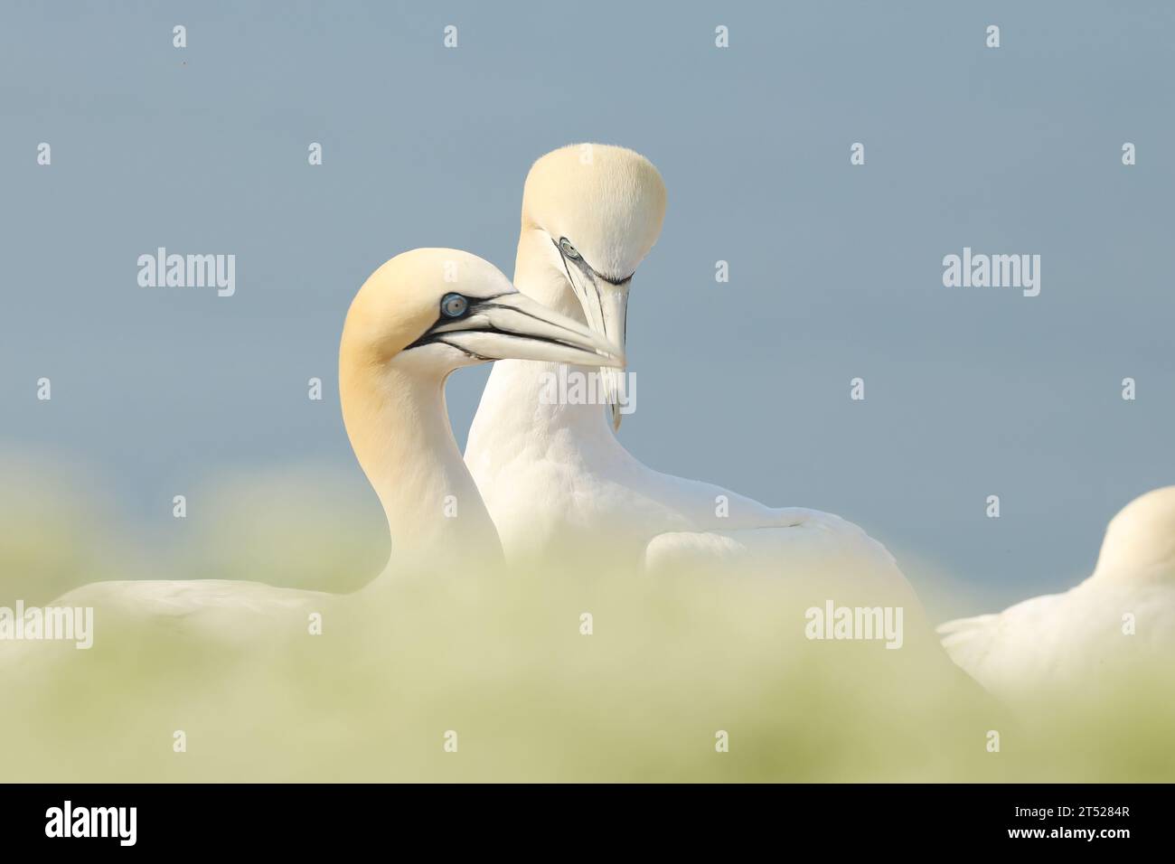 Portrait de paire Northern Gannet (Sula bassana) oiseau de mer sur la falaise, île Helgoland Banque D'Images
