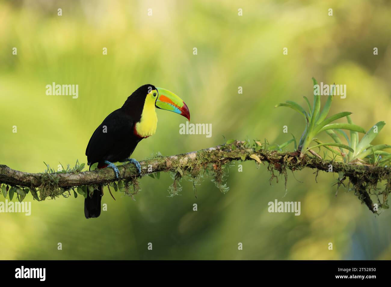 Toucan à bec de quille, Ramphastos sulfuratus, oiseau avec gros bec dans l'habitat naturel Banque D'Images