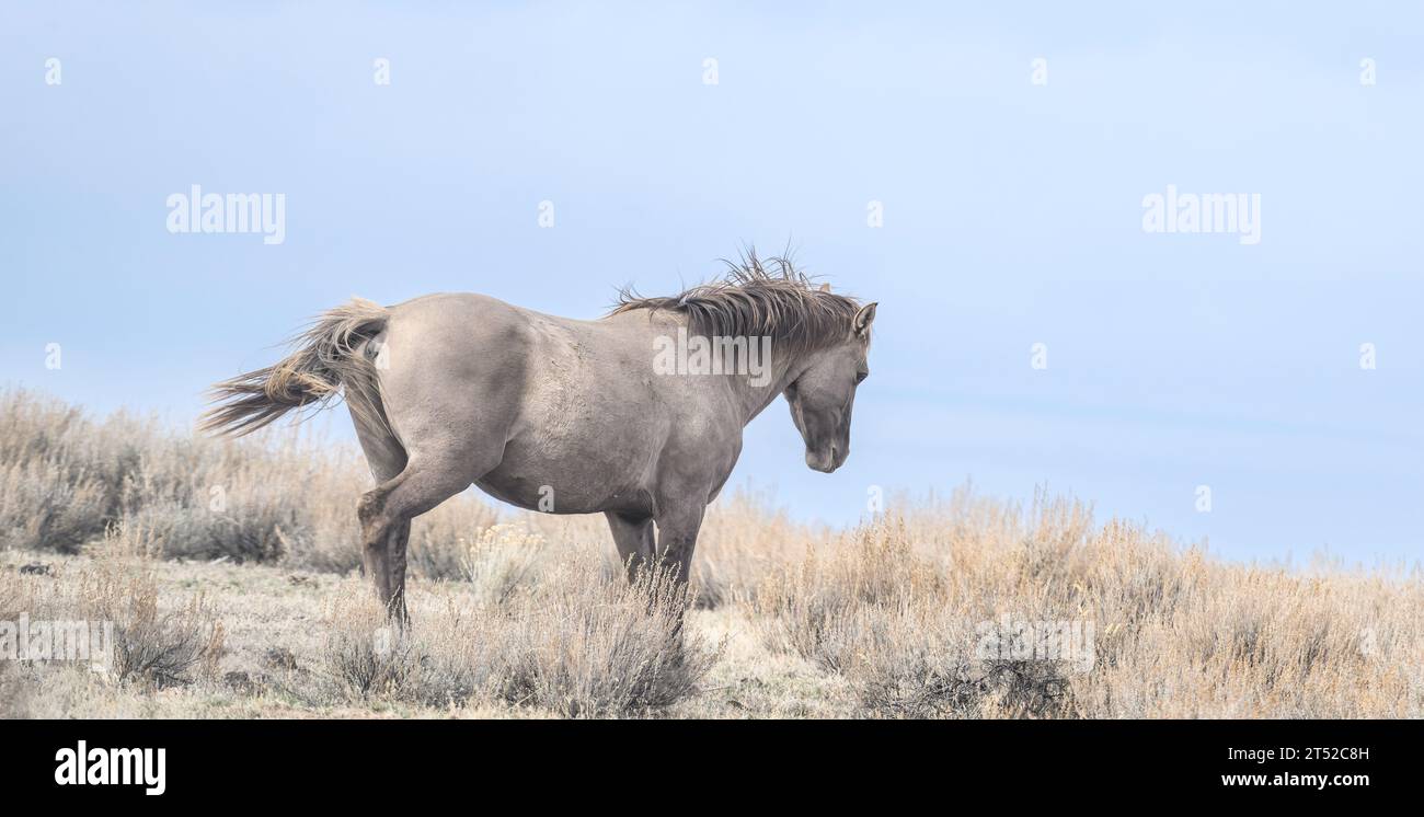 Un dun mustang gris sauvage sur Steens Mountain dans le sud-est de l'Oregon. Banque D'Images