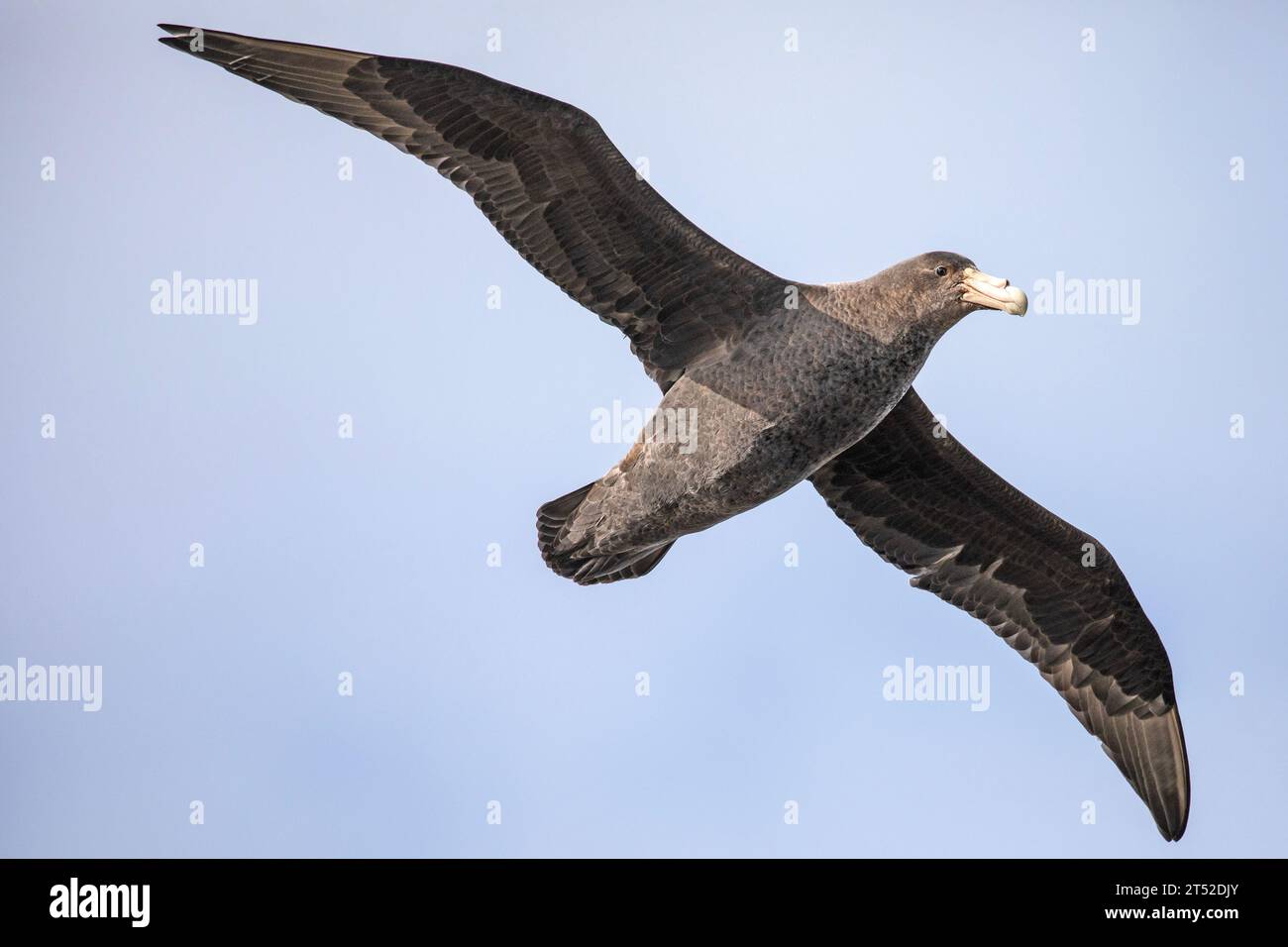 Un pétrel géant du Sud, Macronectes giganteus, dans les îles Malouines. Banque D'Images