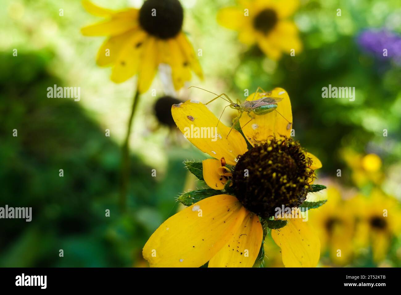 Leafhopper Assassin Bug. Zelus renardii. Sur une susan aux yeux noirs dans un jardin californien. Banque D'Images