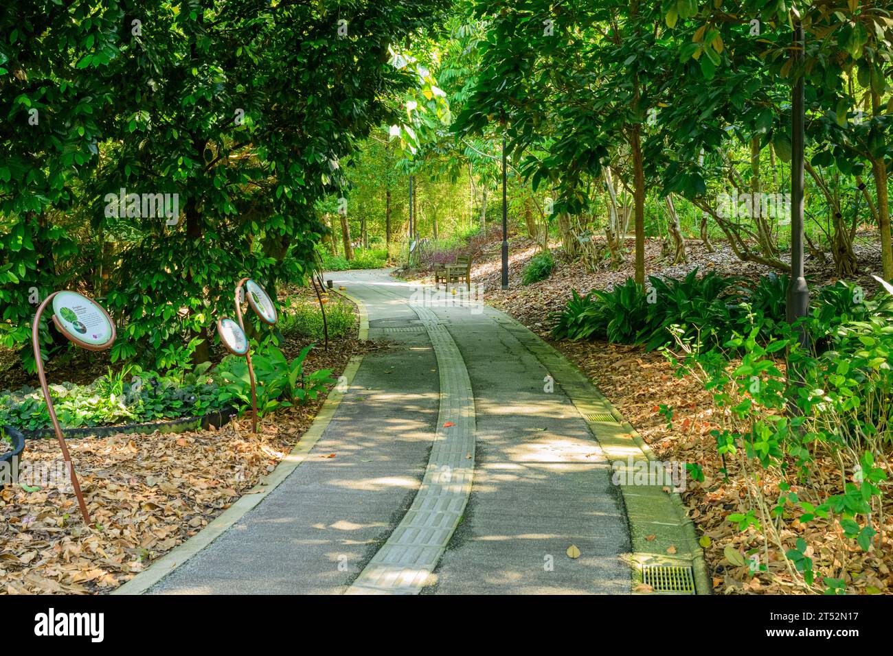 Le jardin de guérison des jardins botaniques de Singapour, Singapour Banque D'Images