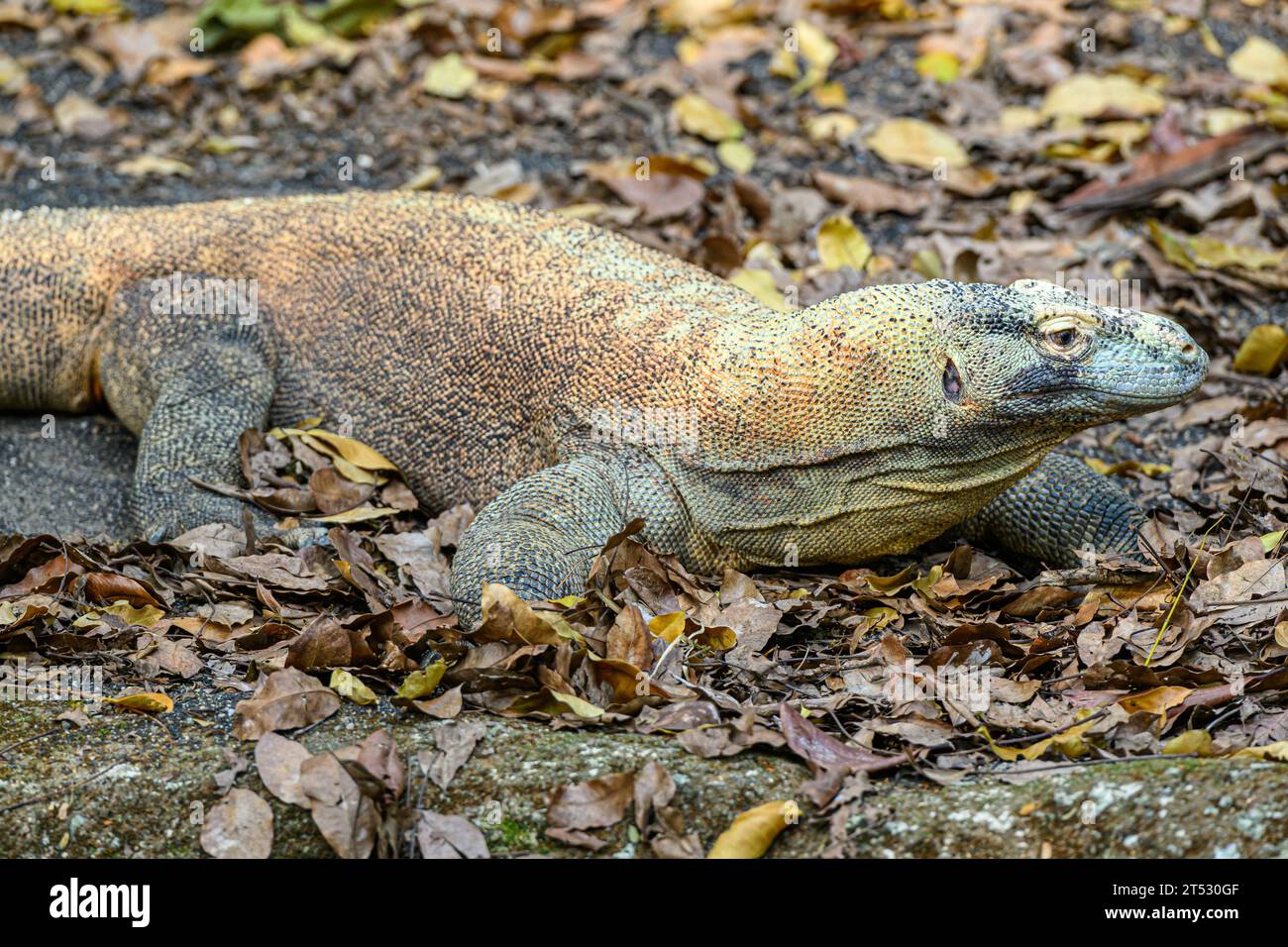 Un zoo Comodo Dragon Singapore Banque D'Images