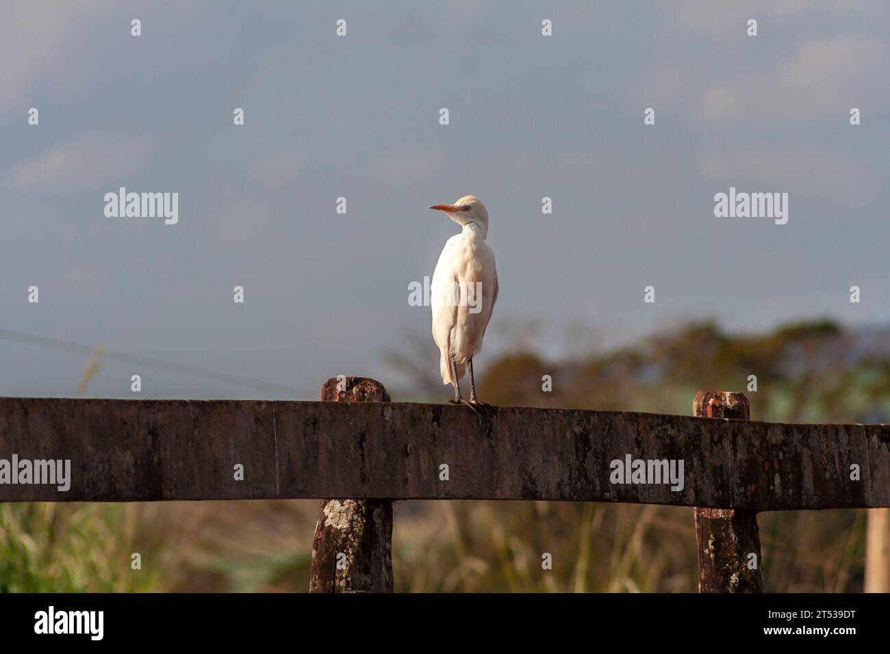 heron In sur une clôture en bois au Brésil Banque D'Images