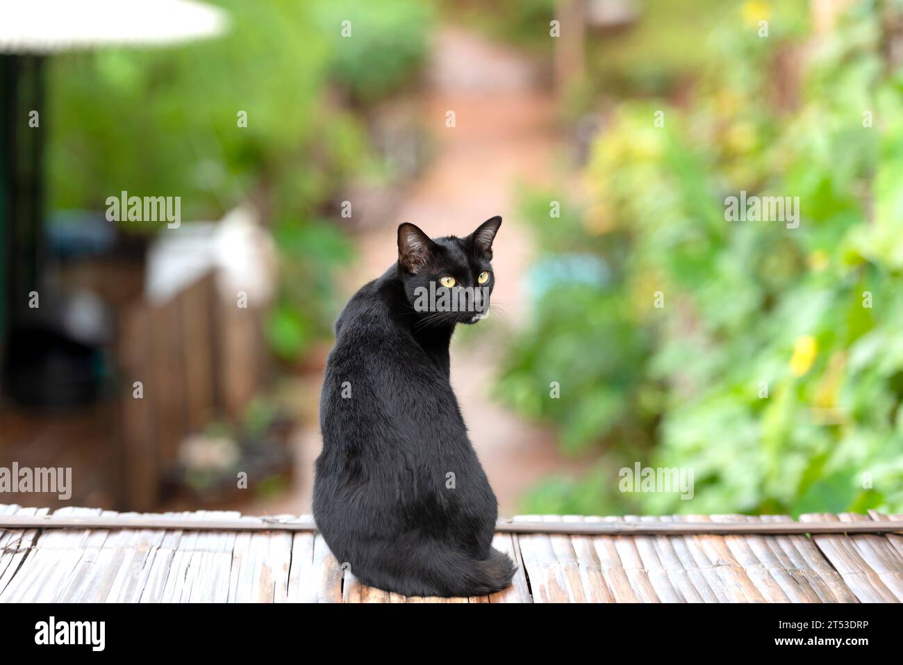 chat noir assis sur le bois de bambou Banque D'Images