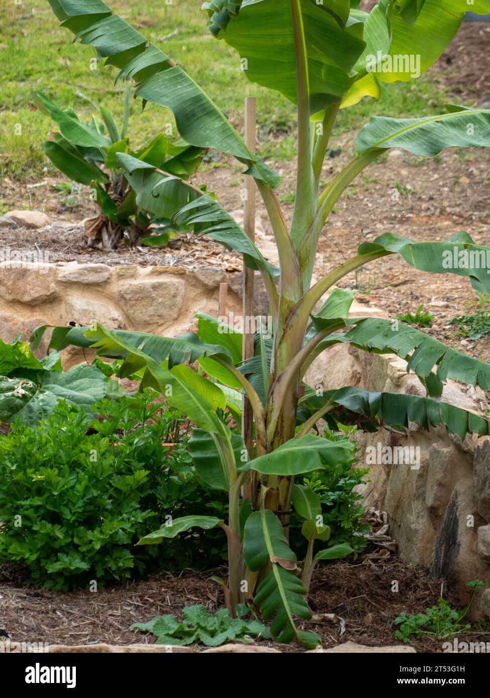 Une plante de bananier poussant dans un jardin côtier australien Banque D'Images