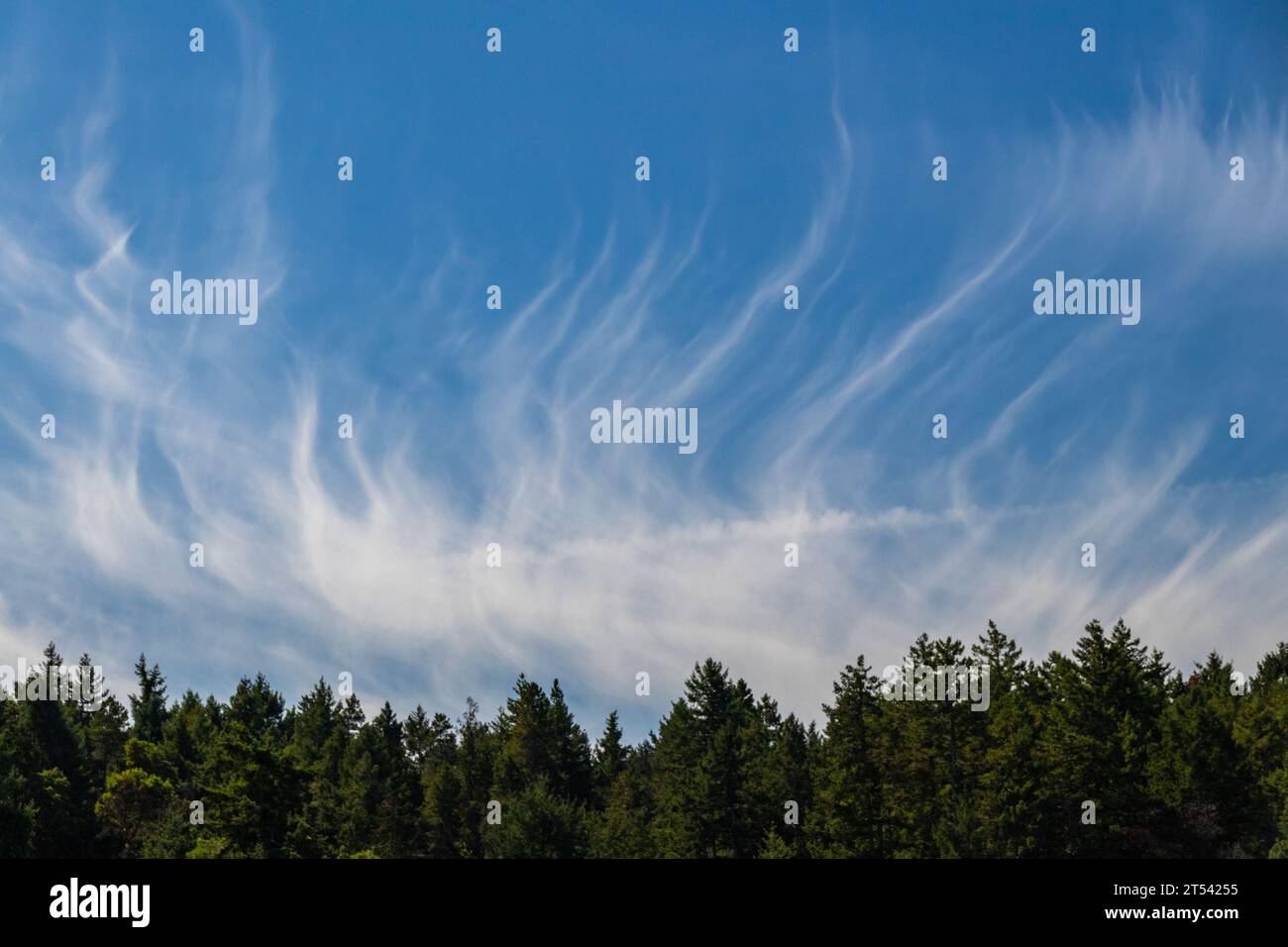 Les arbres encadrent un ciel bleu plein de nuages sinueux à Georgina point sur Mayne Island, C.-B., Canada. Banque D'Images