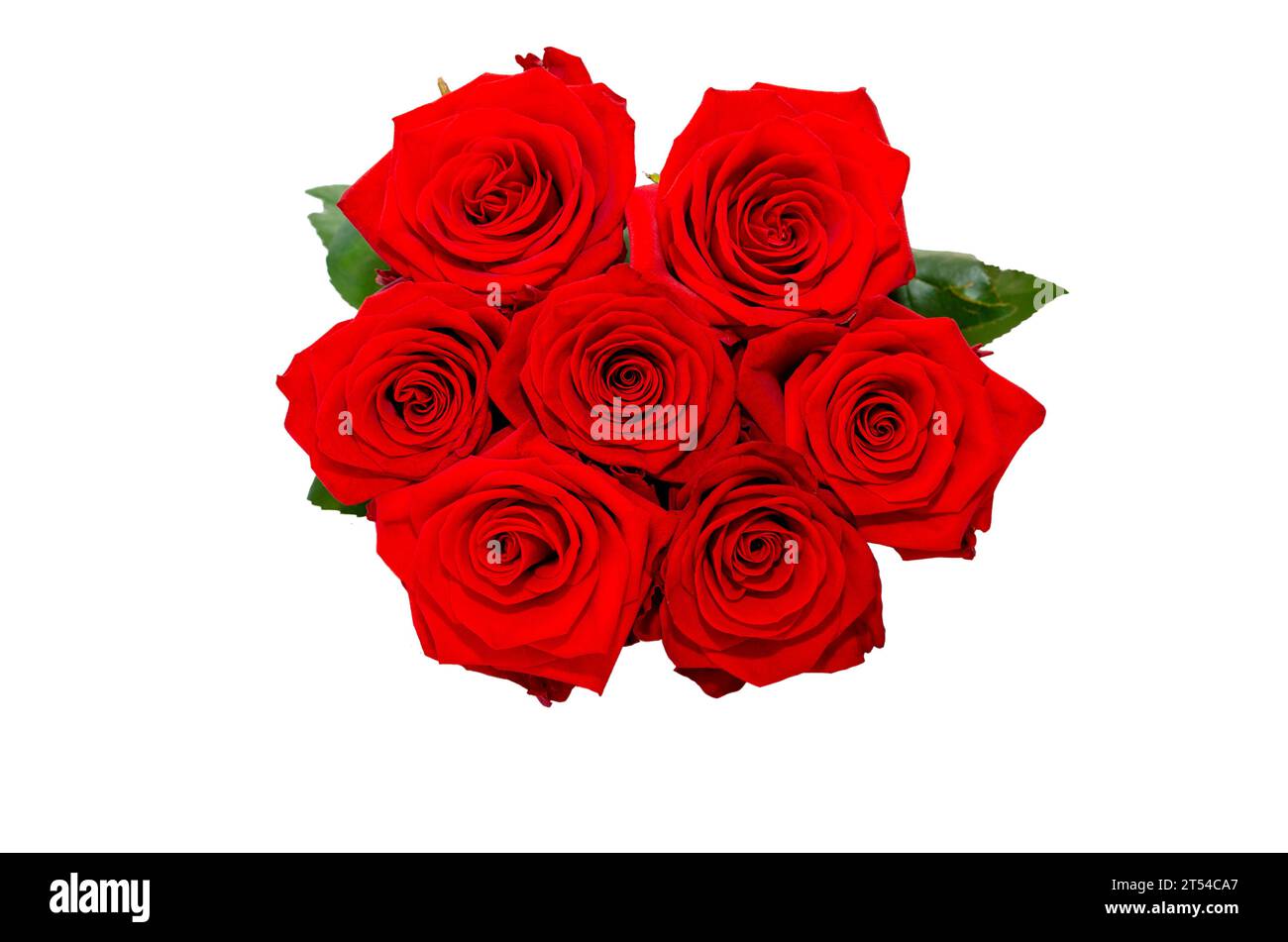 Bouquet de roses rouges naturelles isolées sur fond blanc Banque D'Images