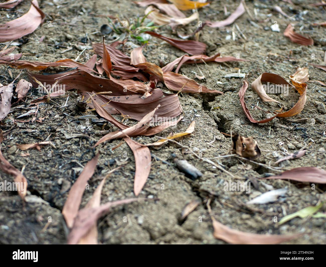 Feuilles sèches des plantes d'acacia sur le sol de la forêt tropicale. Arrière-plan naturel. Banque D'Images