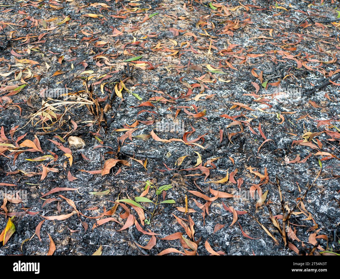 Feuilles sèches des plantes d'acacia sur le sol de la forêt tropicale. Arrière-plan naturel. Banque D'Images
