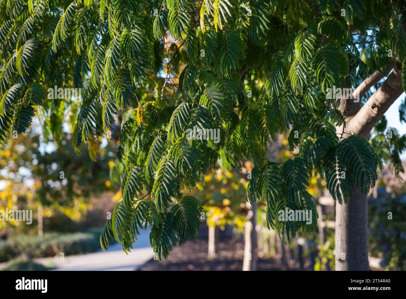 Wattle Tree (Acacia mearnsii) gros plan dans le parc au coucher du soleil Banque D'Images