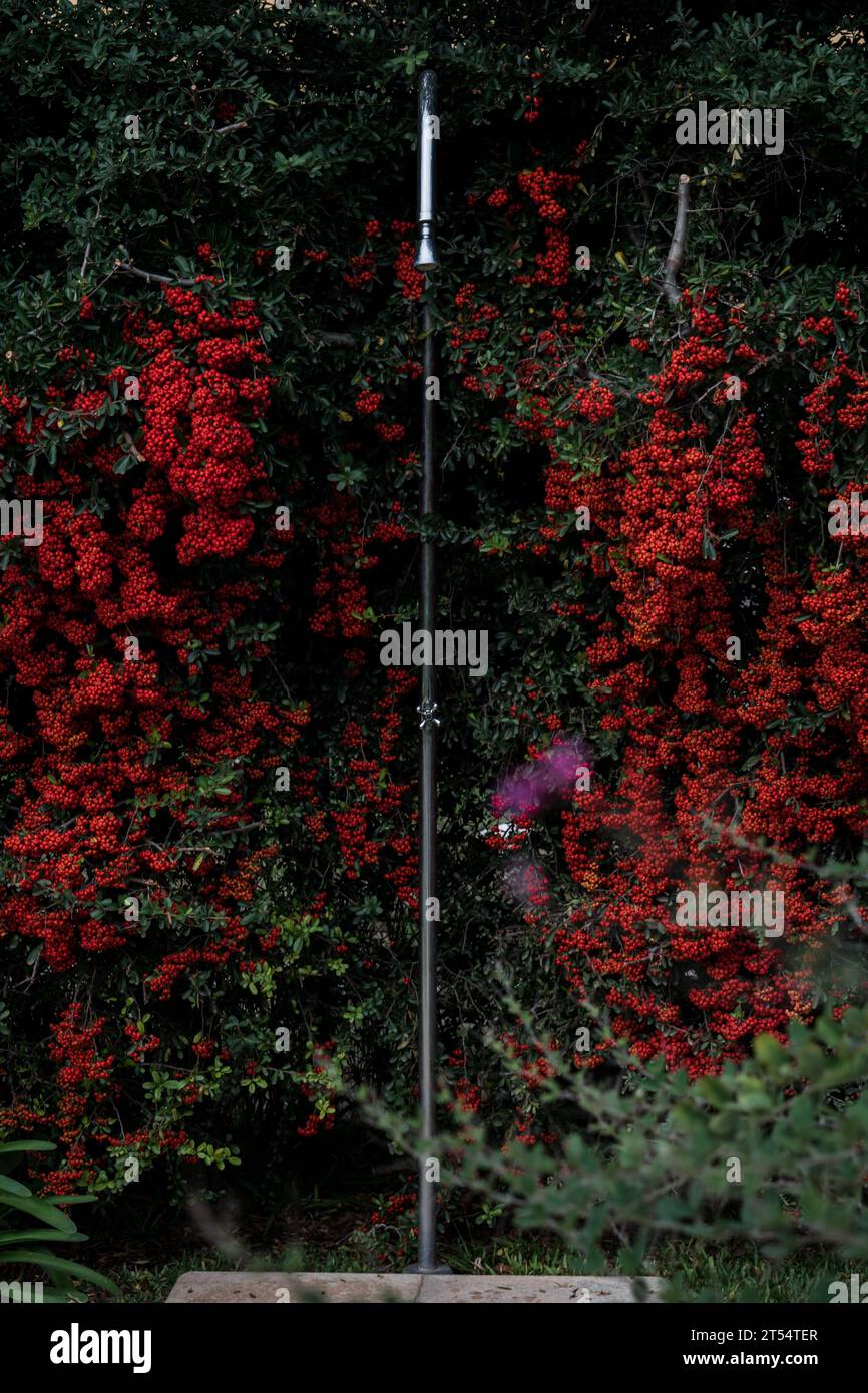 Vue panoramique des plantes de douche beetwenn avec des fruits rouges Banque D'Images