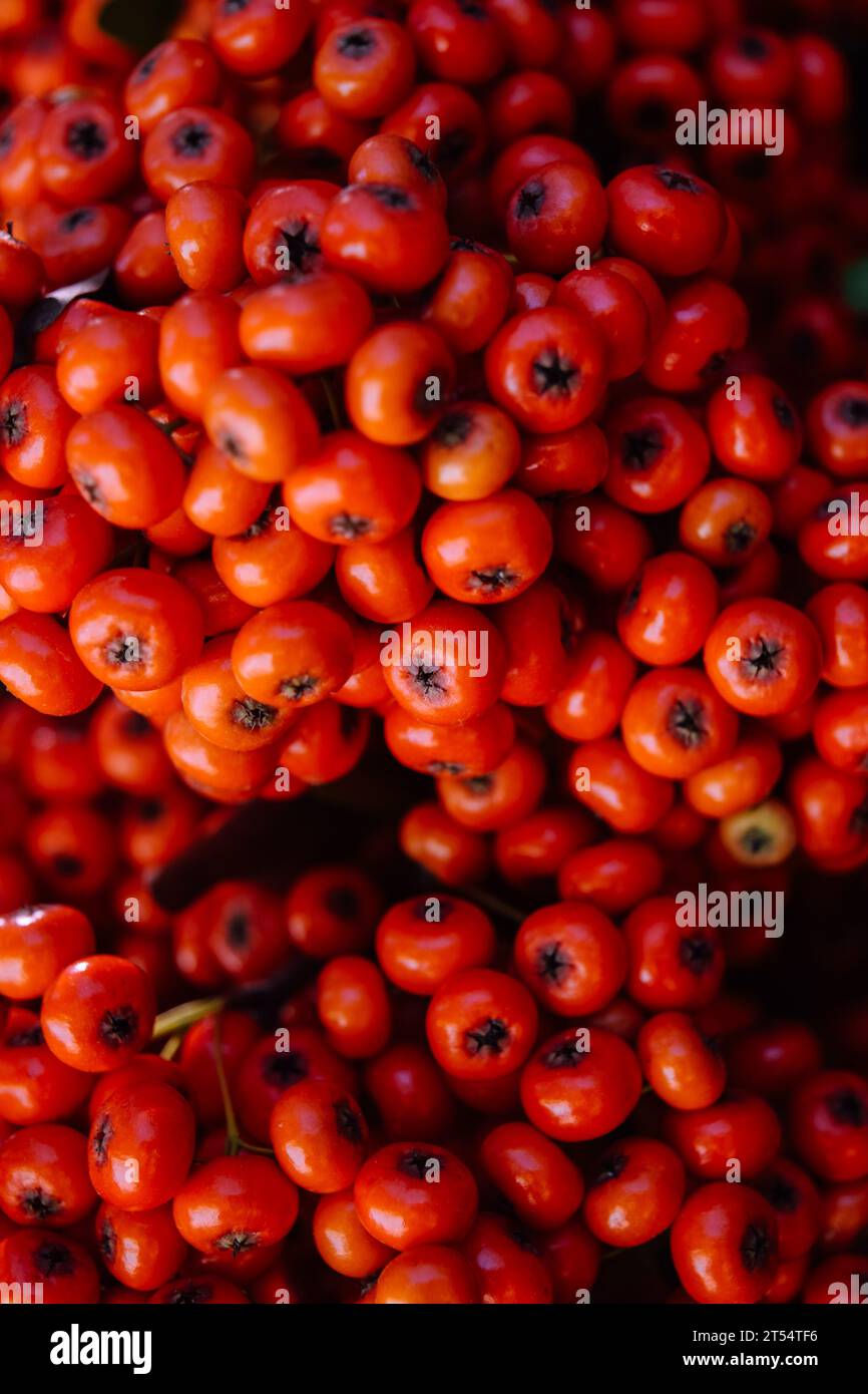 Vue rapprochée de petits fruits rouges Banque D'Images