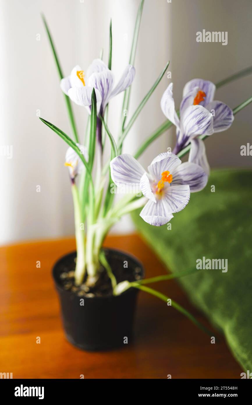 Fleurs violettes de crocus dans un pot sur une table en bois brun. Banque D'Images