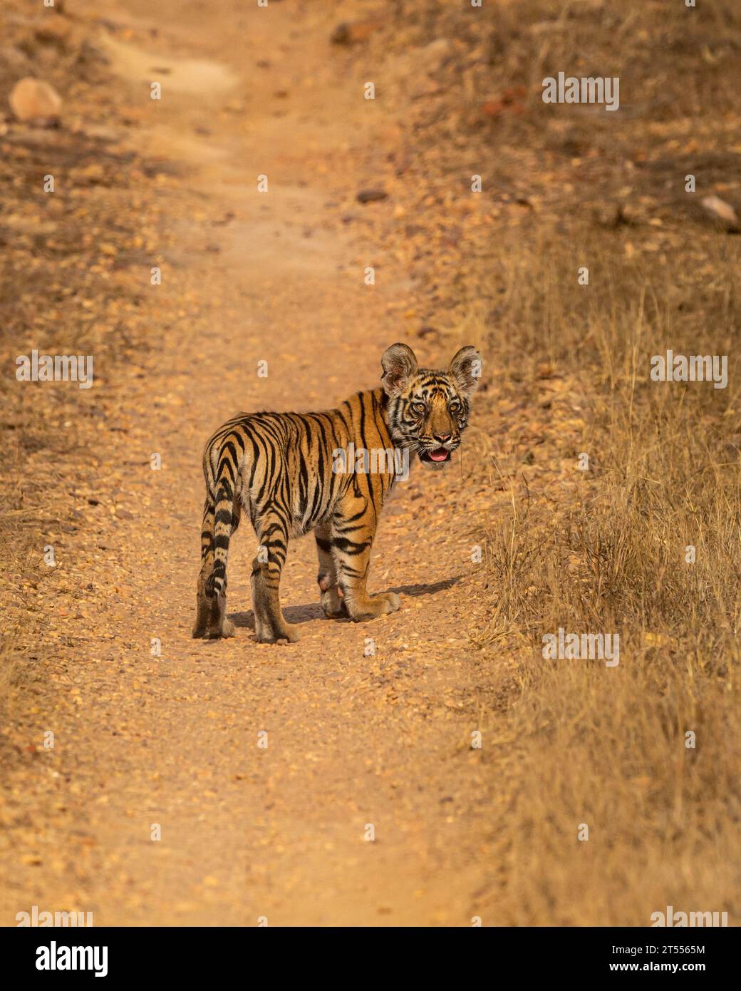 tigre du bengale sauvage ou panthera tigris mignon petit gras minuscule expression du visage de petit ourson sans contact avec les yeux de la mère sur la piste safari en forêt de route à bandhavgarh Banque D'Images