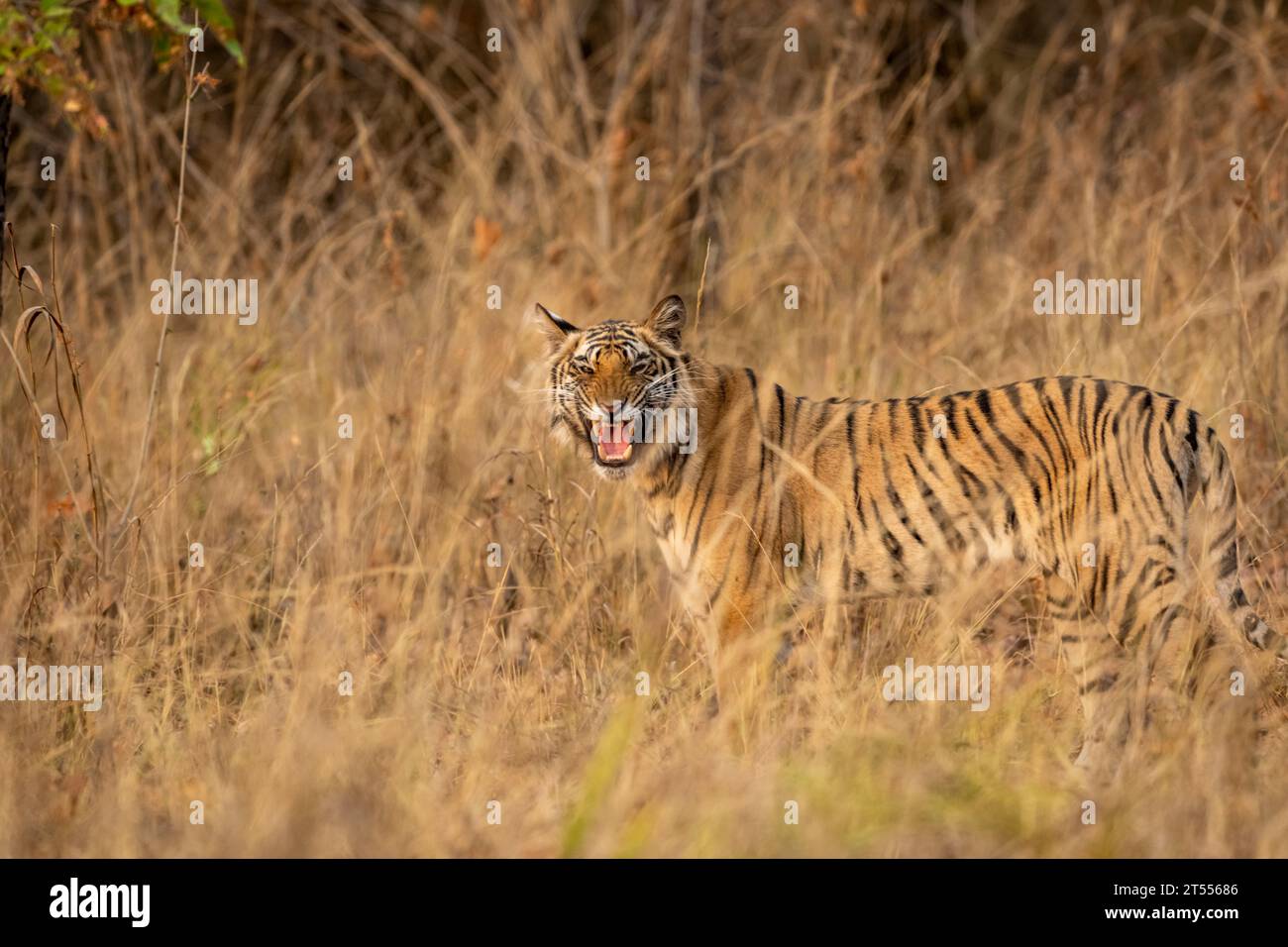 wild bengale femelle tigre ou panthera tigris debout colère visage expression contact visuel camouflage dans l'herbe soir safari parc national bandhavgarh Banque D'Images