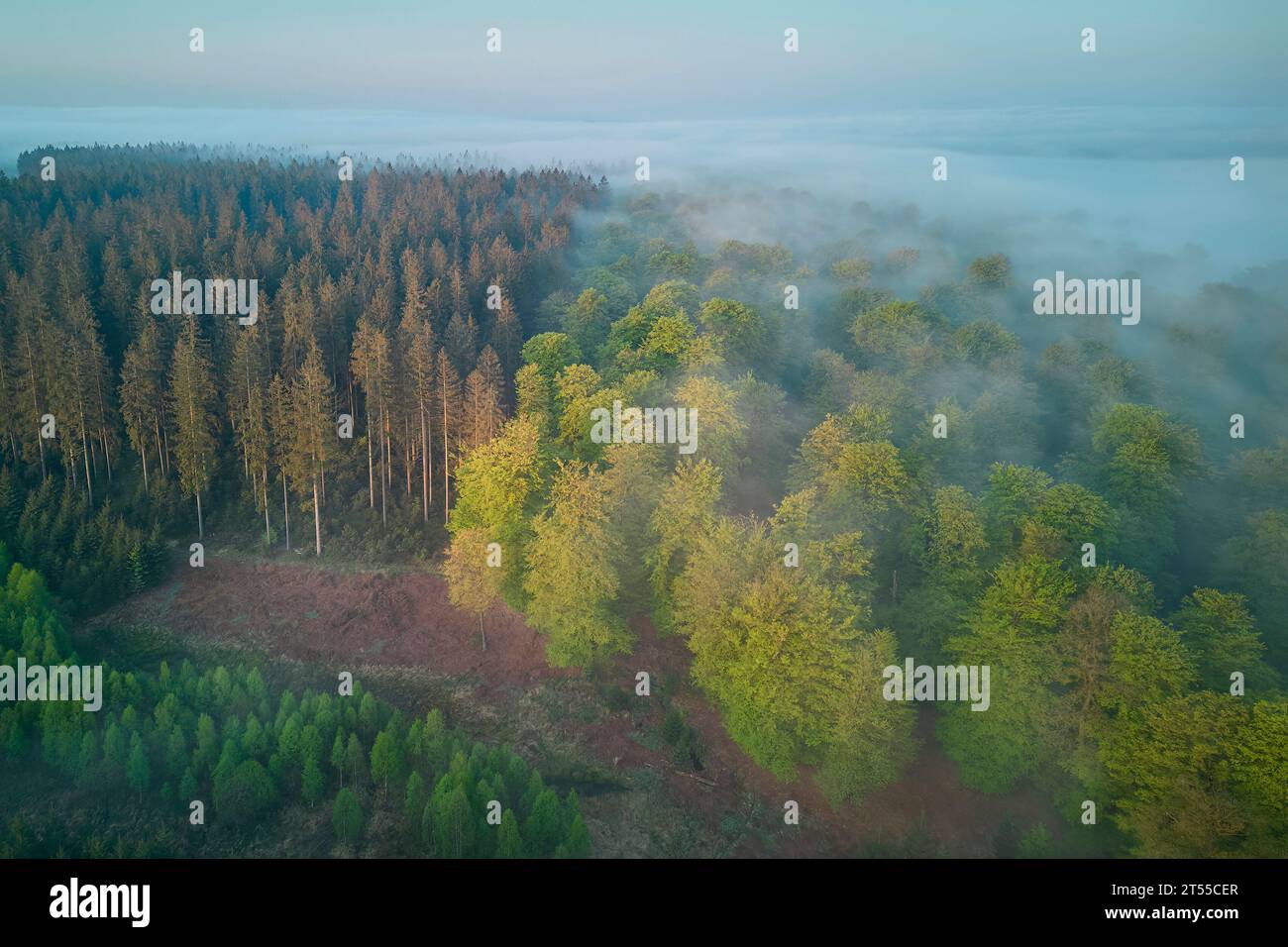 Forêt de conifères contrastée, épicéa commun (Picea abies) et forêt de ...