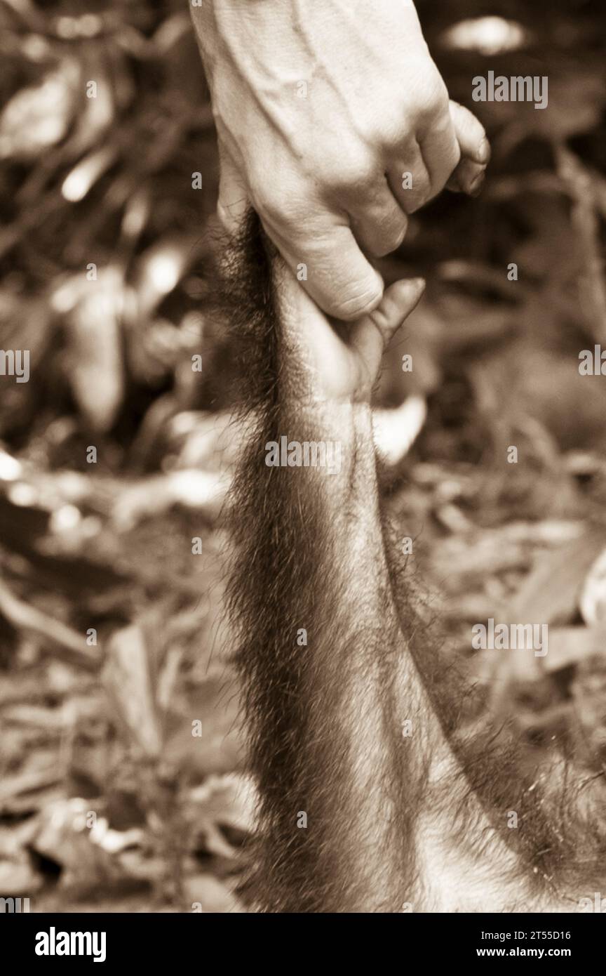 Photos de primates sauvages et captifs prises à Bornéo et Langkawi en Malaisie Banque D'Images