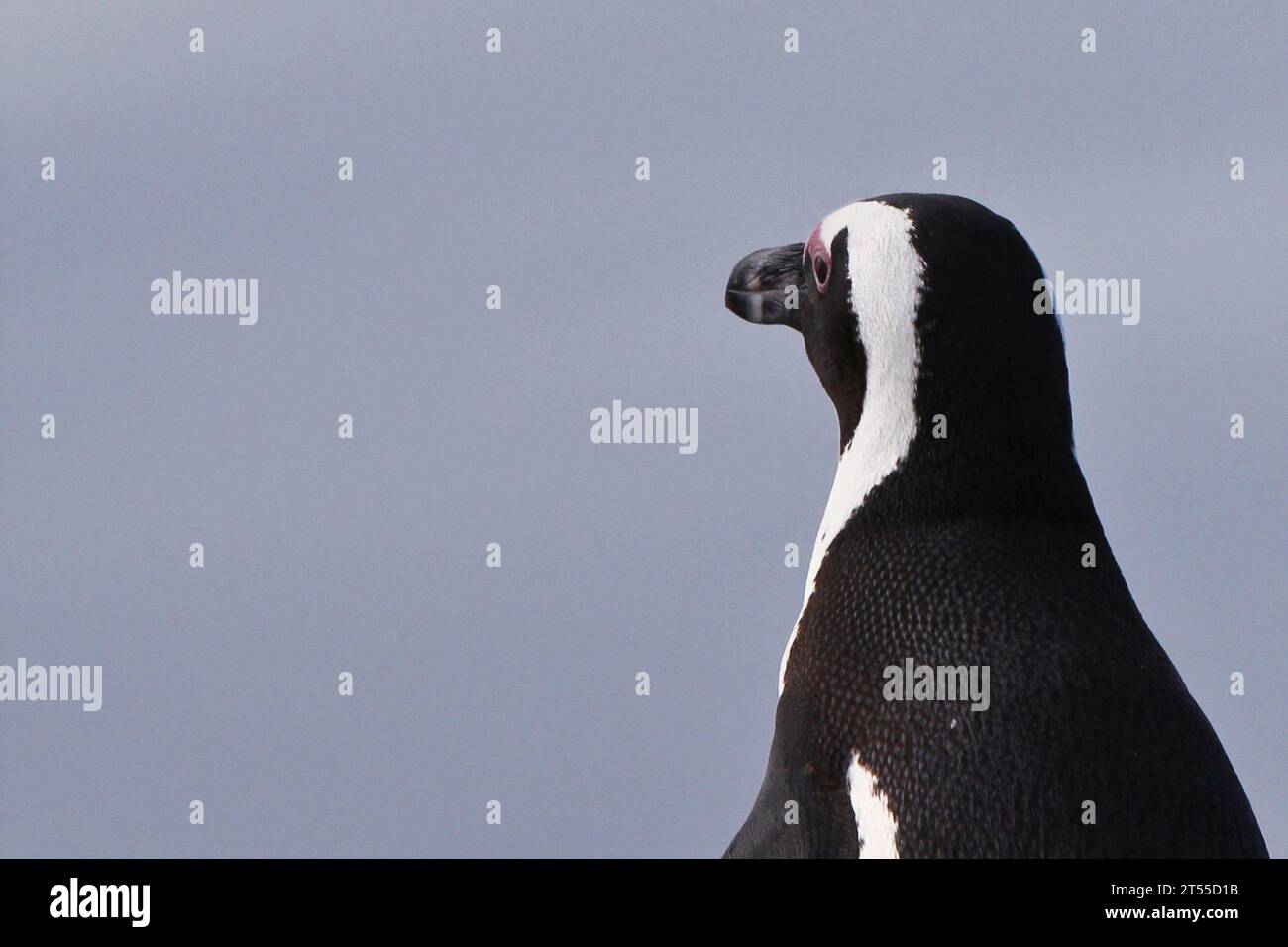 Faune africaine en Afrique du Sud Banque D'Images