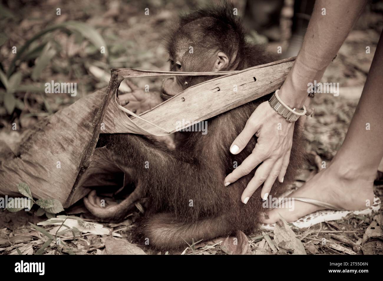 Photos de primates sauvages et captifs prises à Bornéo et Langkawi en Malaisie Banque D'Images
