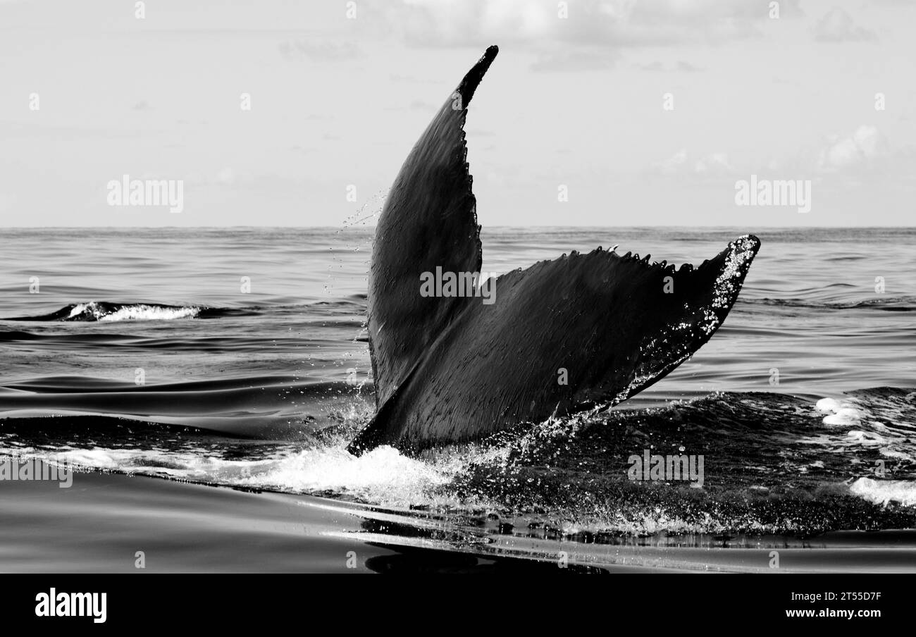 Baleines à bosse du banc d'argent la baleine à bosse (Megaptera novaeangliae) est une espèce de baleine à fanons Banque D'Images