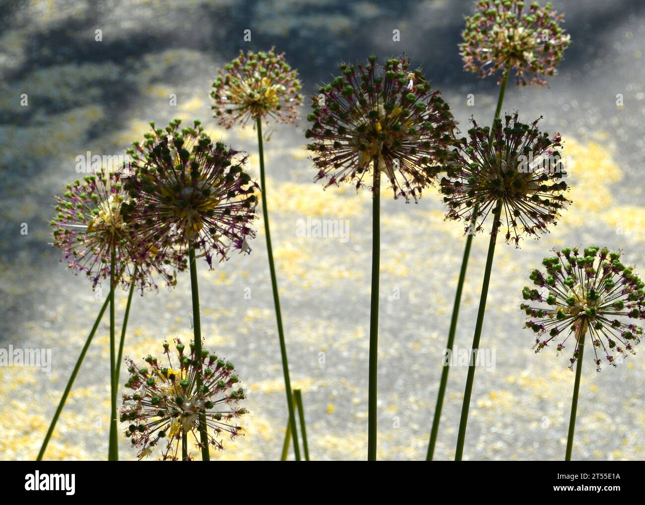 Seedheads Allium au jardin botanique VanDusen Banque D'Images