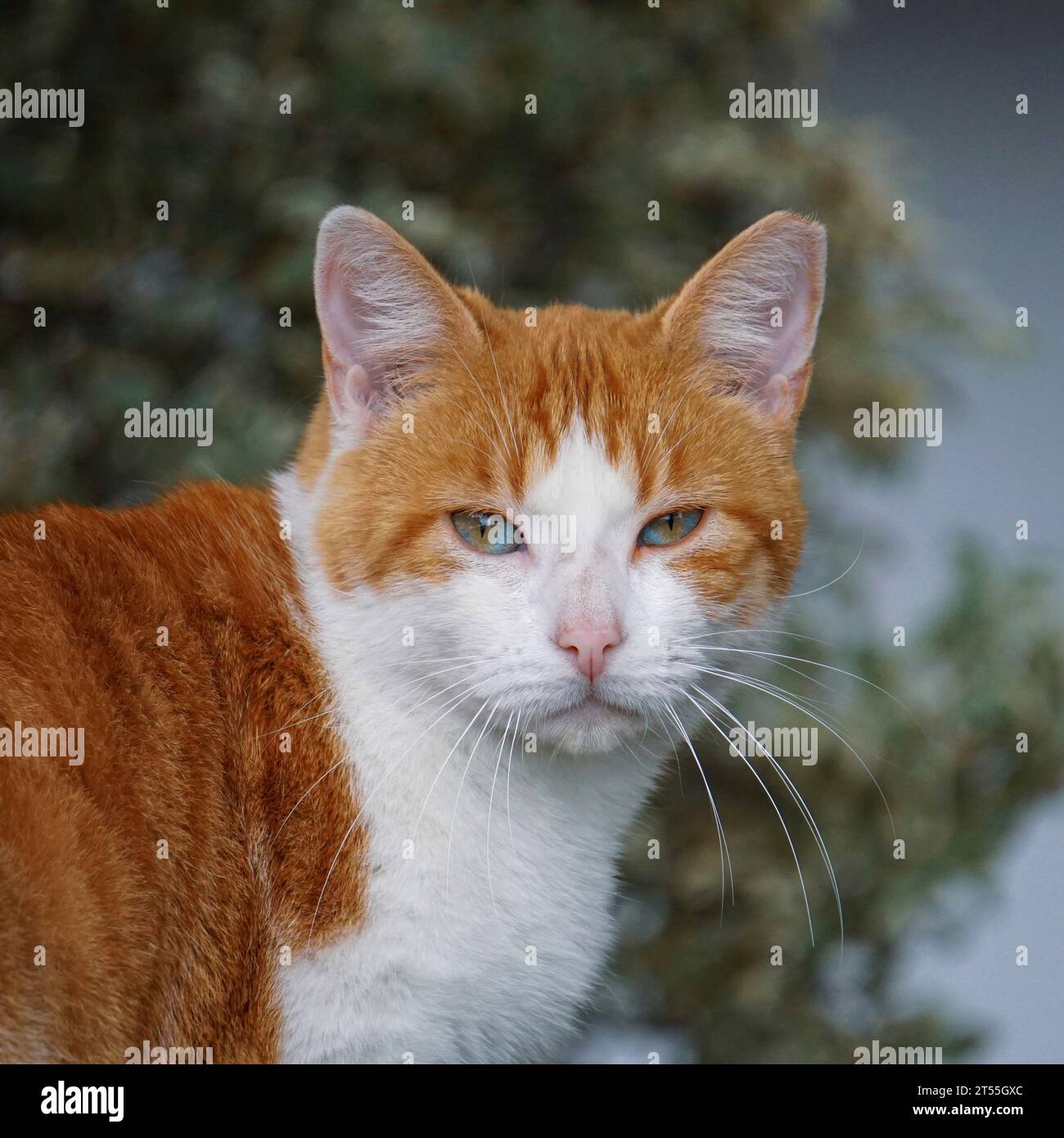 beau portrait de chat errant brun et blanc Banque D'Images