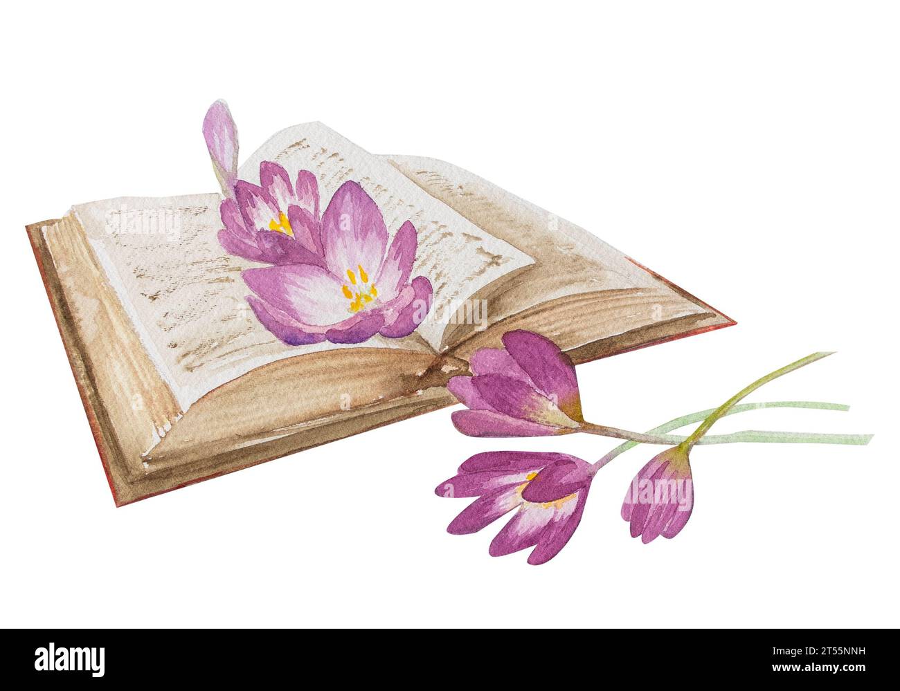 Livre d'illustration vintage aquarelle avec des fleurs de colchicum. Illustration dessinée à la main. Banque D'Images