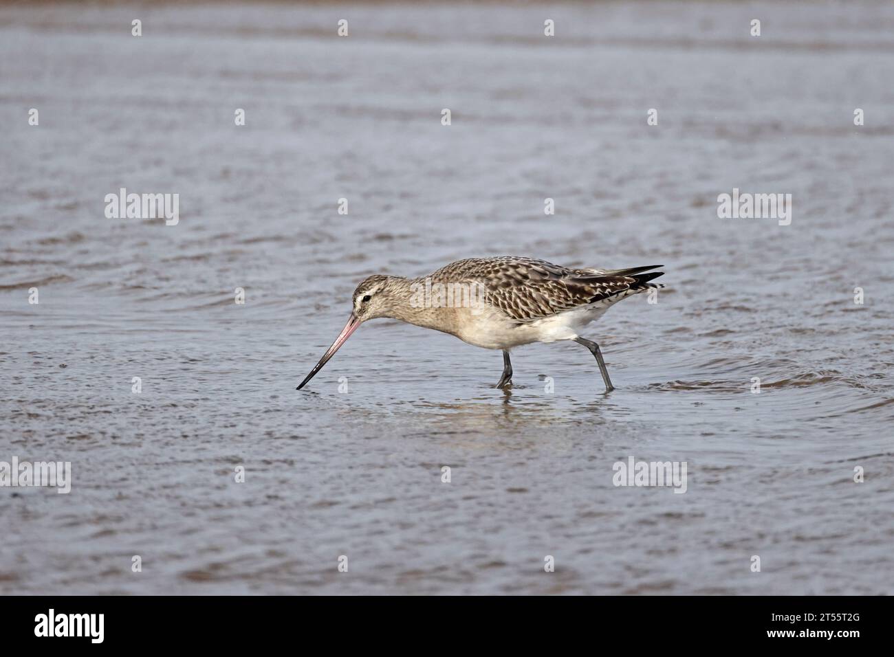 Godwit à queue de bar à Aberlady Bay East Lothian Scotland Banque D'Images