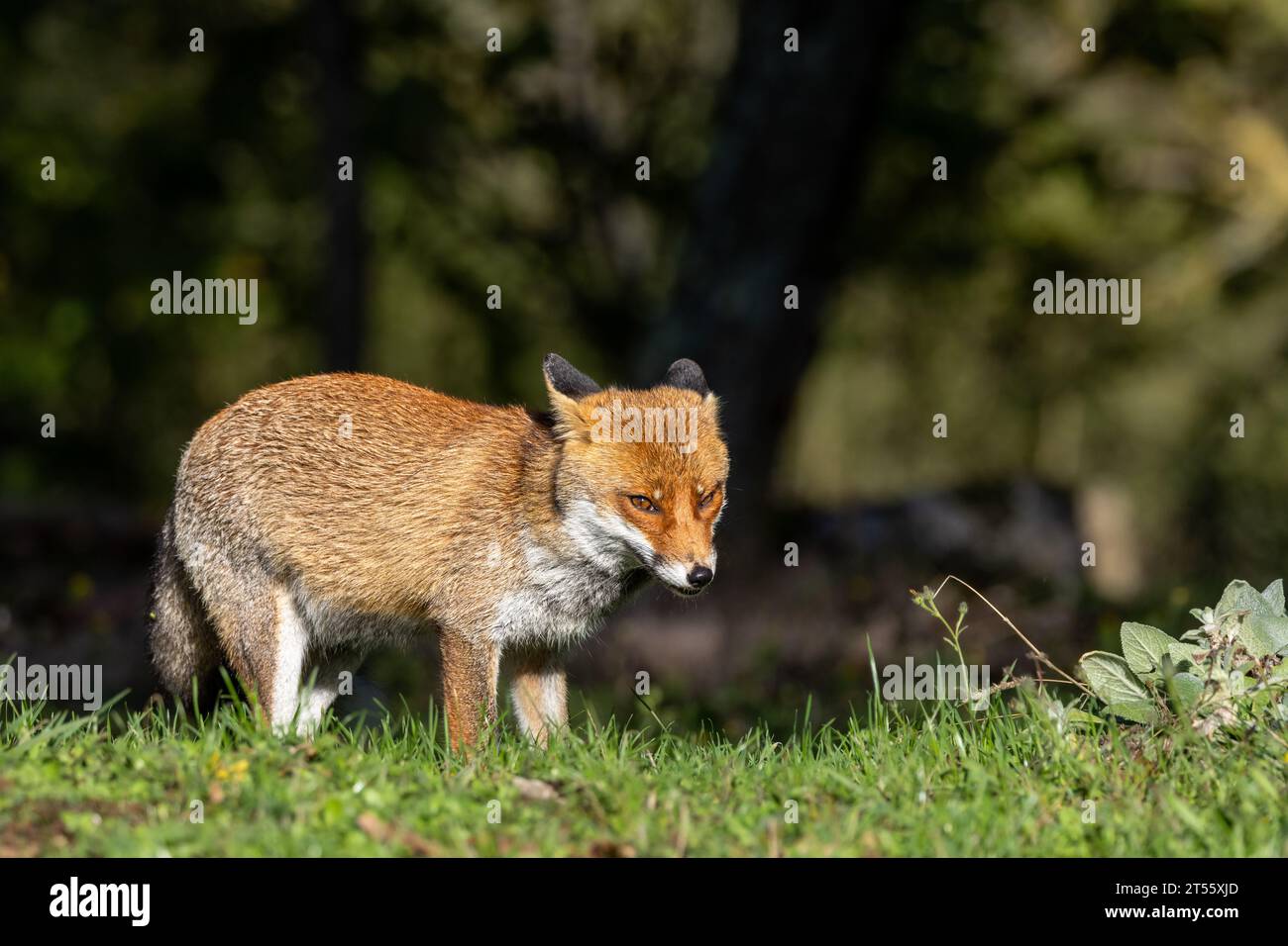 Le renard roux en automne Banque D'Images