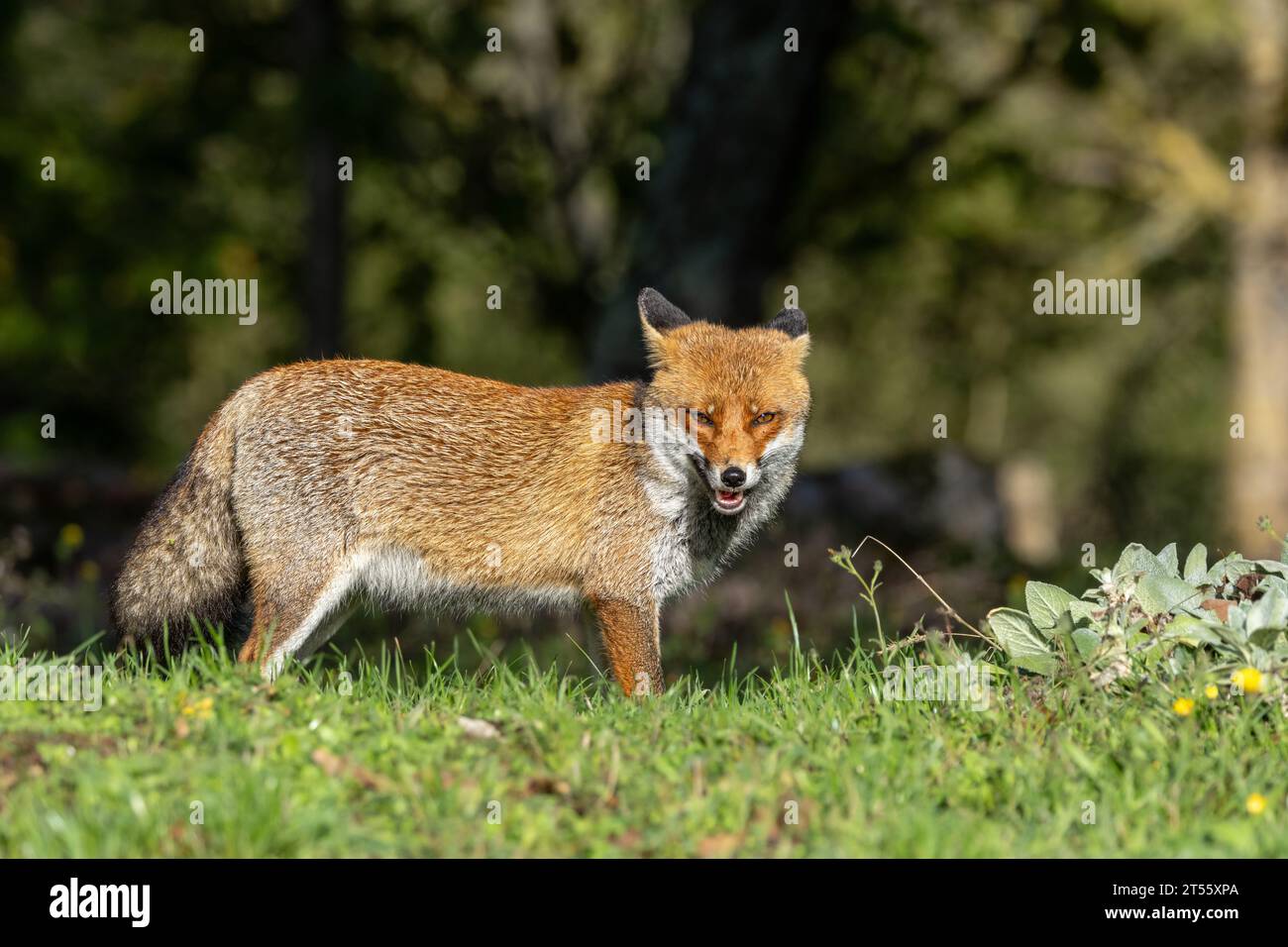 Le renard roux en automne Banque D'Images