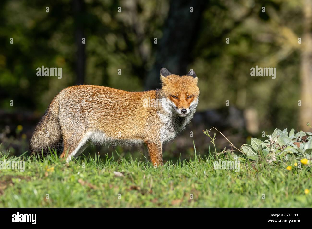 Le renard roux en automne Banque D'Images