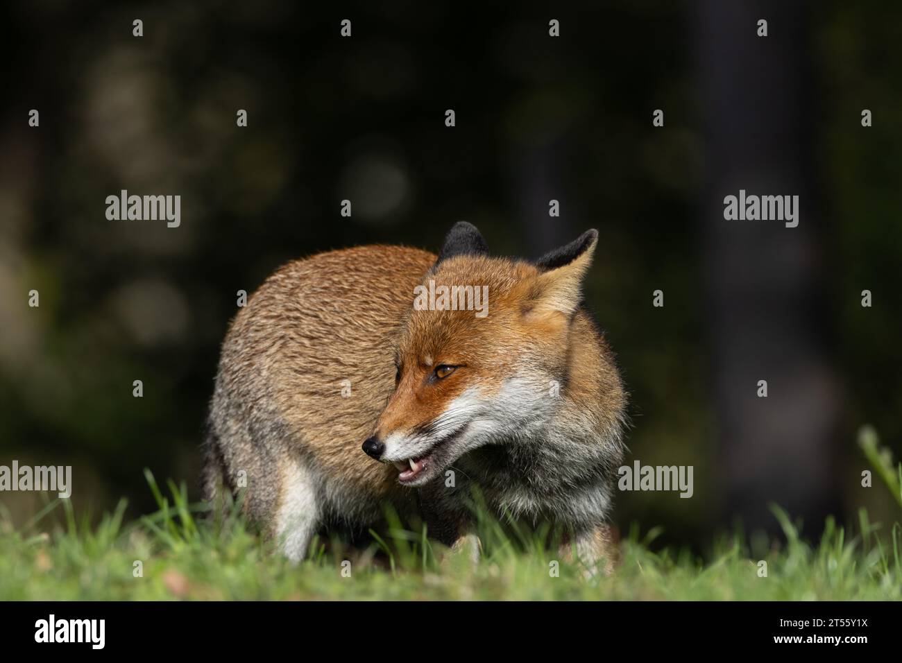 Le renard roux en automne Banque D'Images