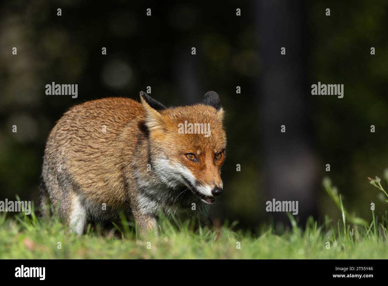 Le renard roux en automne Banque D'Images