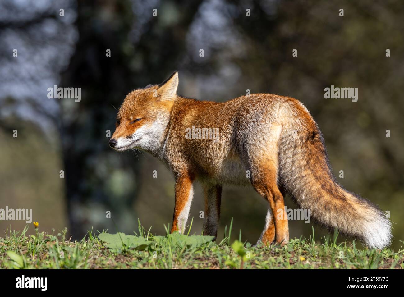 Le renard roux en automne Banque D'Images