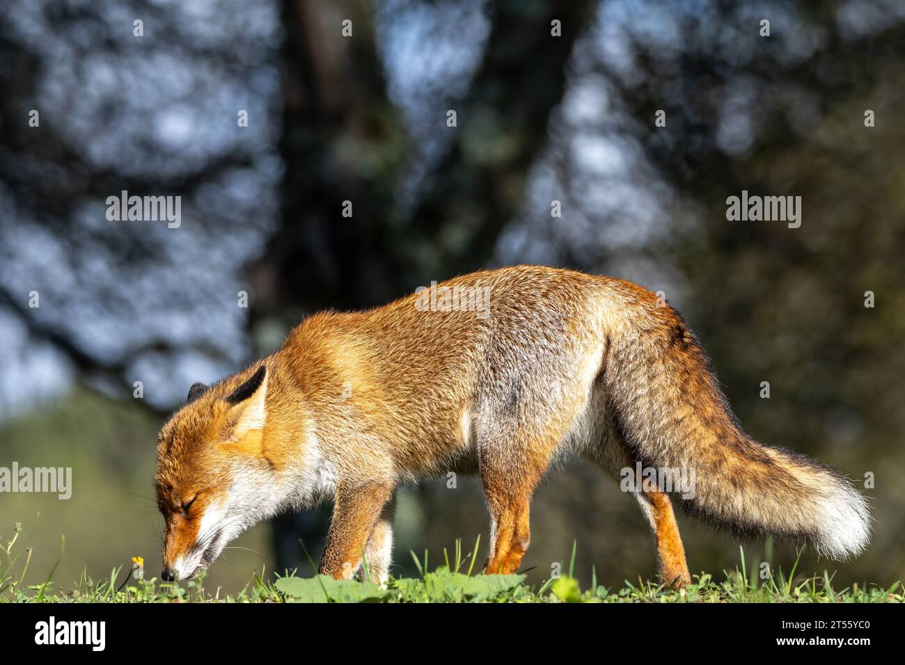 Le renard roux en automne Banque D'Images