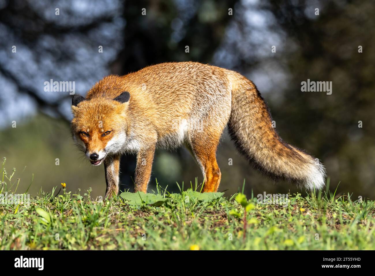 Le renard roux en automne Banque D'Images